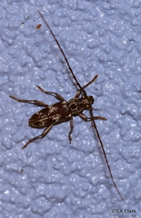 Elaphidion irroratum