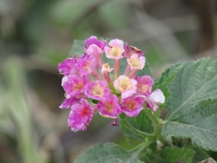 Lantana camara