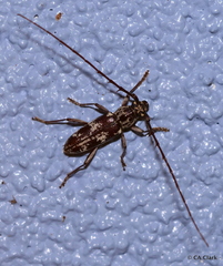 Elaphidion irroratum