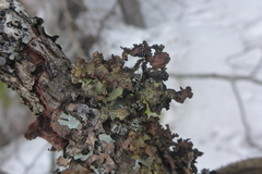 Tuckermanopsis americana