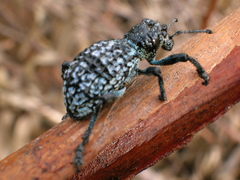 Aegorhinus superciliosus