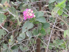 Lantana camara