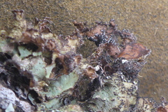 Tuckermanopsis americana