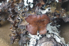 Tuckermanopsis americana