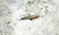 Brachypodella speluncae