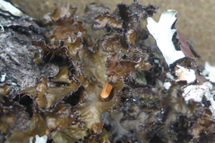 Tuckermanopsis americana