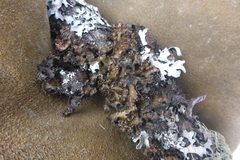 Tuckermanopsis americana