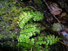Hymenophyllum pectinatum