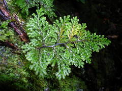 Hymenophyllum plicatum