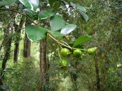 Myrceugenia planipes