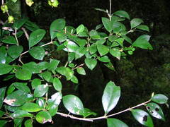Myrceugenia planipes