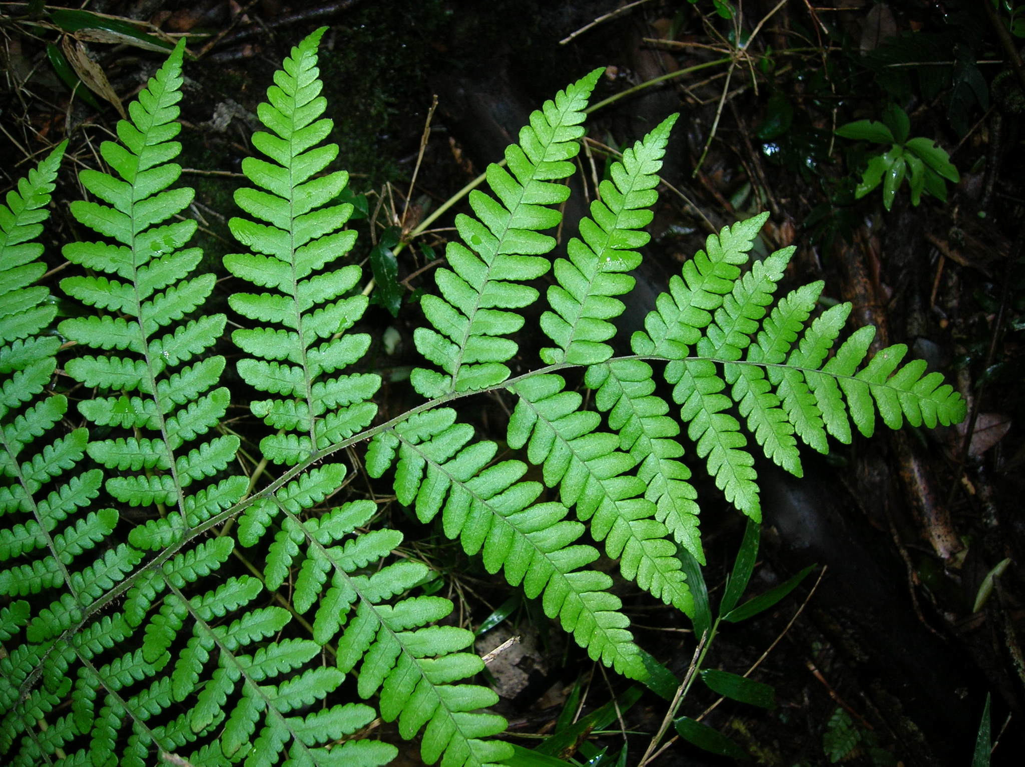 Megalastrum