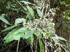 Koanophyllon galeottii