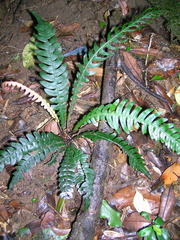 Blechnum mochaenum