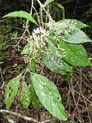 Koanophyllon galeottii