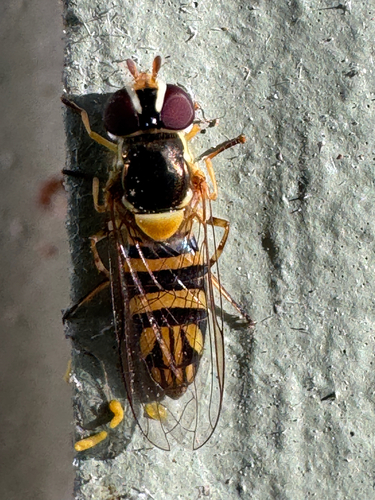 Unknown species found near Luling Ln, Austin, TX, US