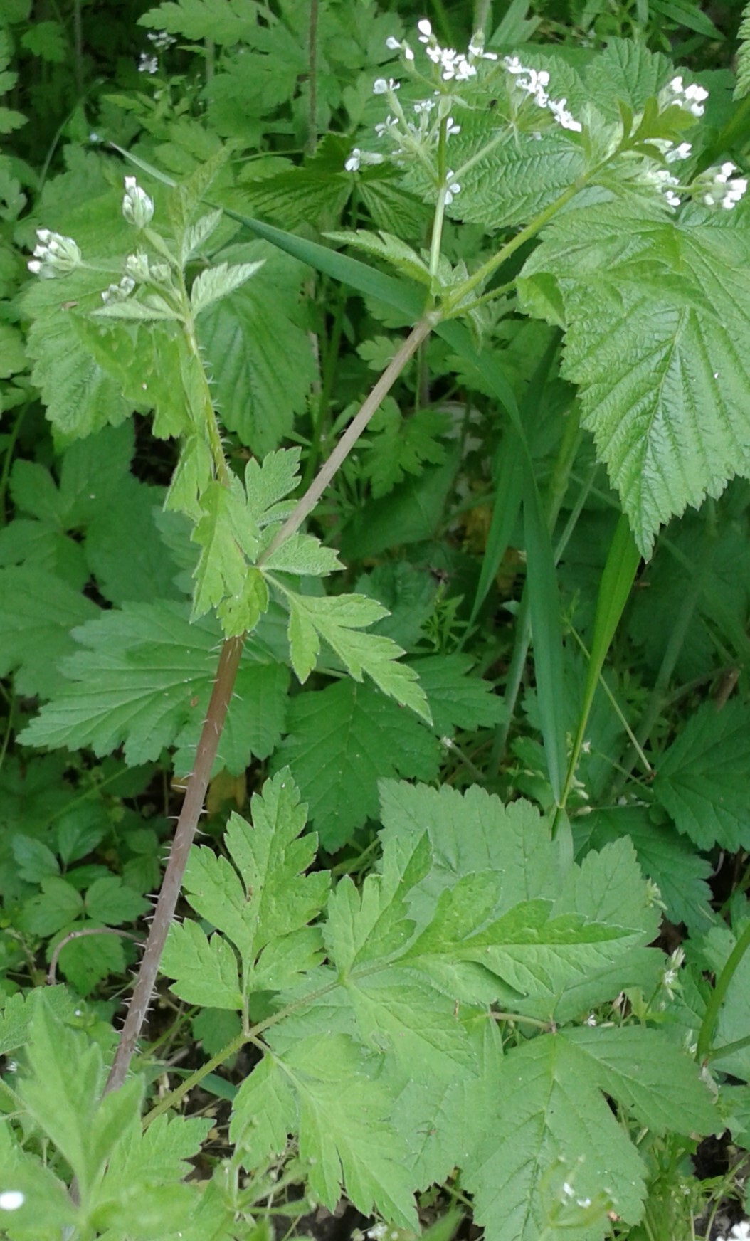 Sweet Cicely (Chaerophyllum nodosum)