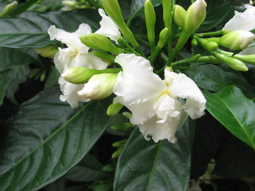 Tabernaemontana divaricata