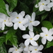 Crepe Jasmine - Photo (c) Scott Zona, some rights reserved (CC BY-NC)