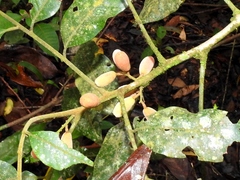 Trichilia erythrocarpa