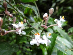Tripogandra grandiflora