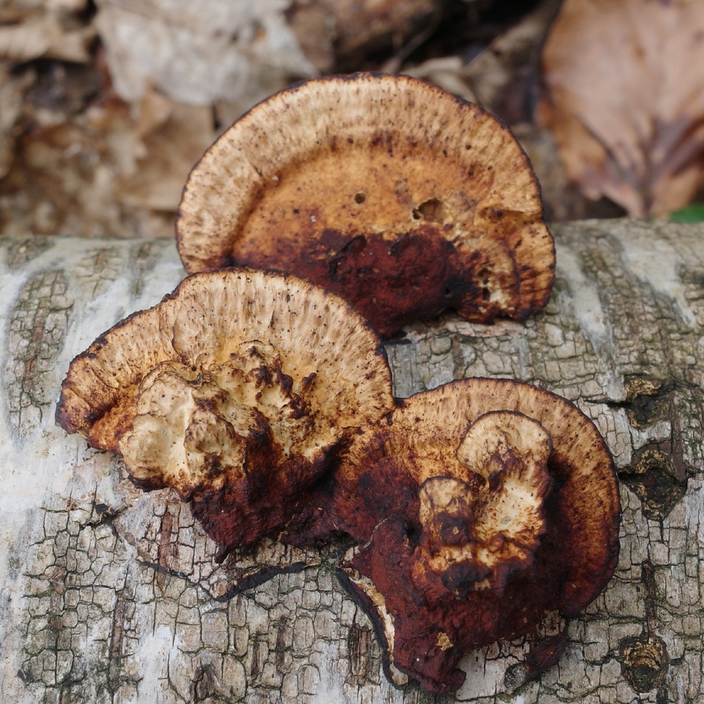 Daedaleopsis confragosa · March 2026 · photo: © vincent_b (iNaturalist, cc-by)