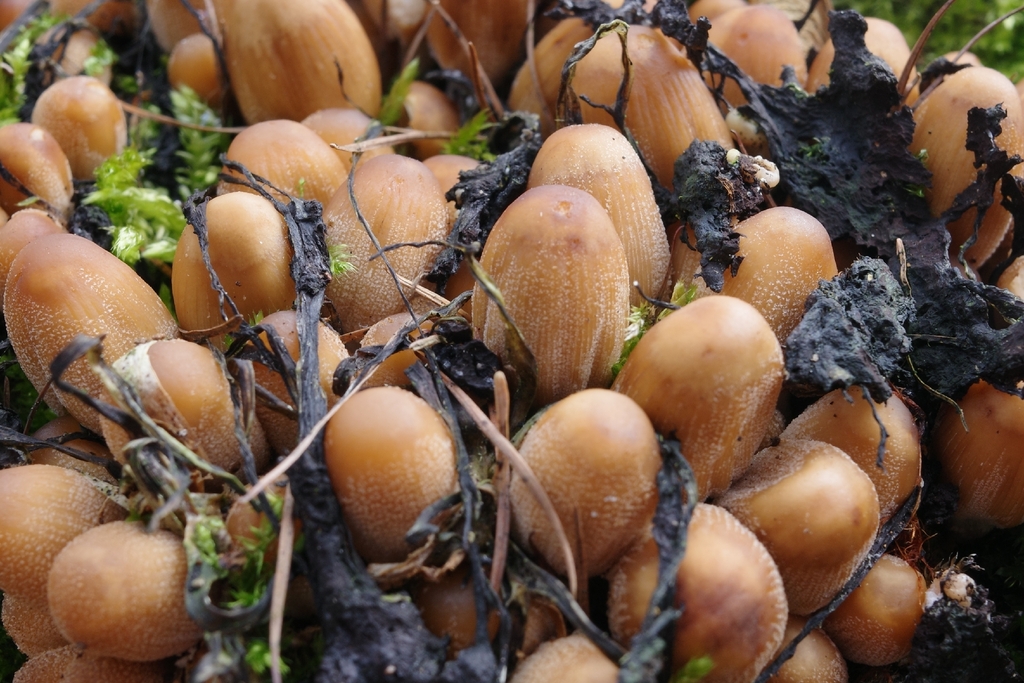 Coprinellus micaceus · March 2026 · photo: © vincent_b (iNaturalist, cc-by)