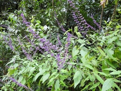 Salvia whitefoordiae