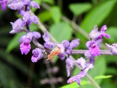 Salvia whitefoordiae