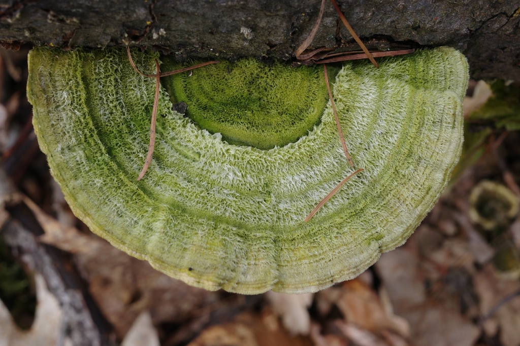Trametes betulina · March 2026 · photo: © vincent_b (iNaturalist, cc-by)