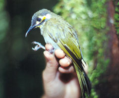 Obscure Honeyeater photo 1