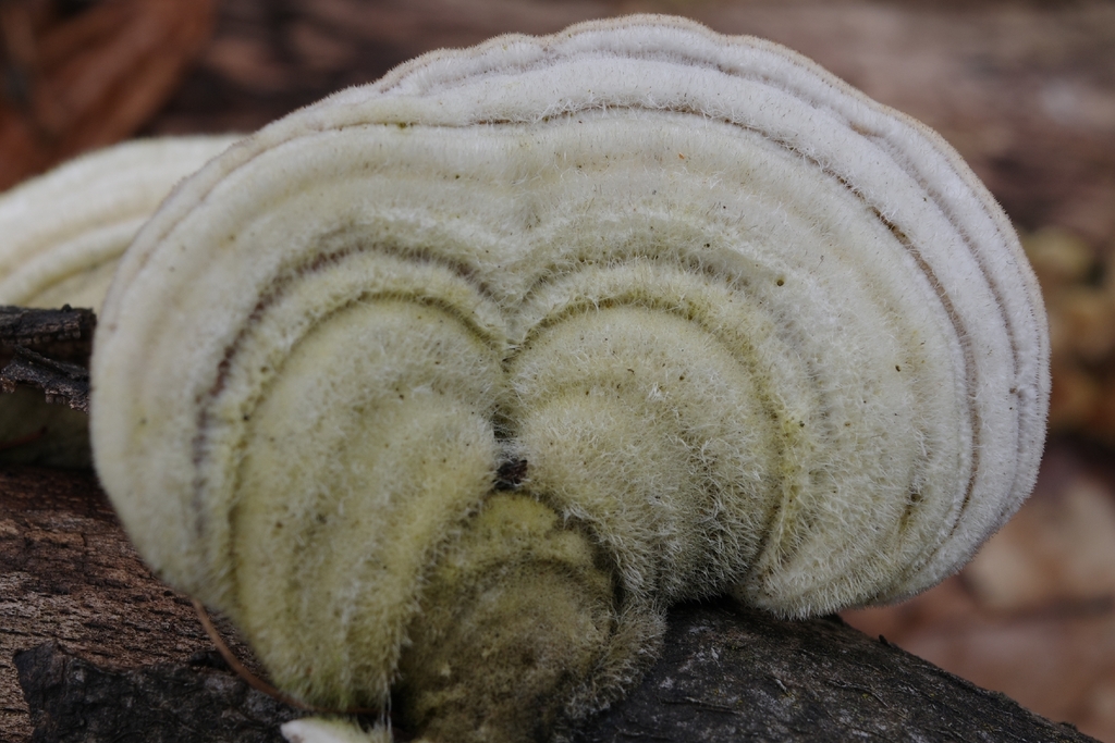 Trametes hirsuta · March 2026 · photo: © vincent_b (iNaturalist, cc-by)