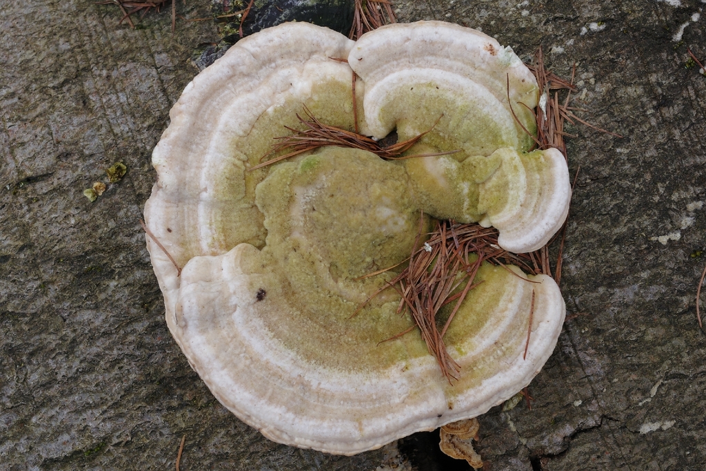 Trametes gibbosa · March 2026 · photo: © vincent_b (iNaturalist, cc-by)