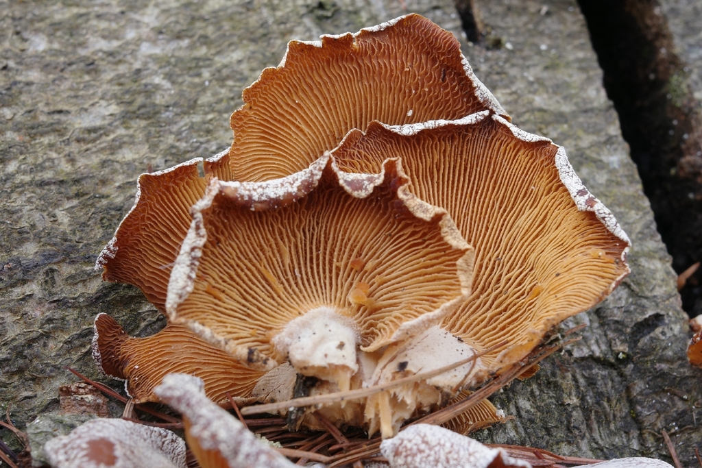 Panellus stipticus · March 2026 · photo: © vincent_b (iNaturalist, cc-by)