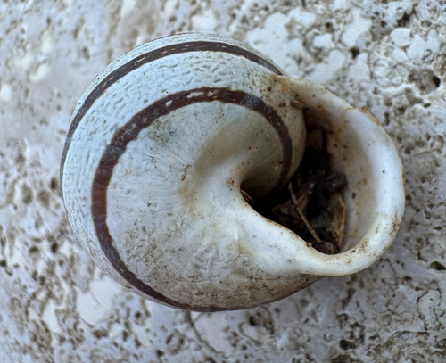 Eobania vermiculata
