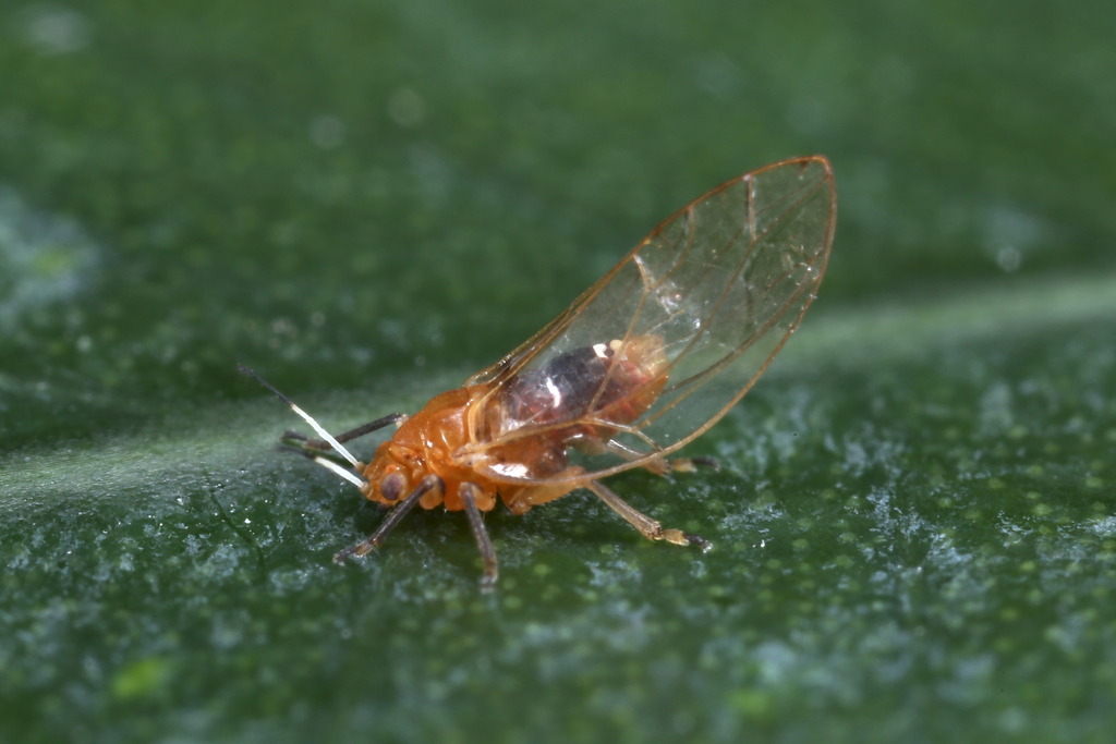 Bactericera modesta