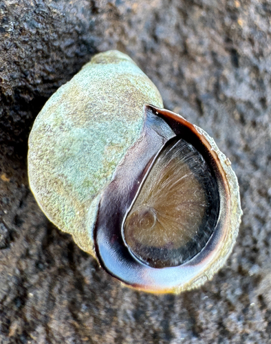Melarhaphe neritoides