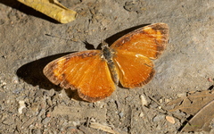 Tegosa anieta luka