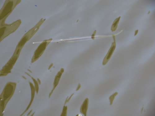 Zoetwater-geep (Potamorrhaphis guianensis) — Belonidae — 5
