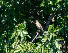 Turdus assimilis