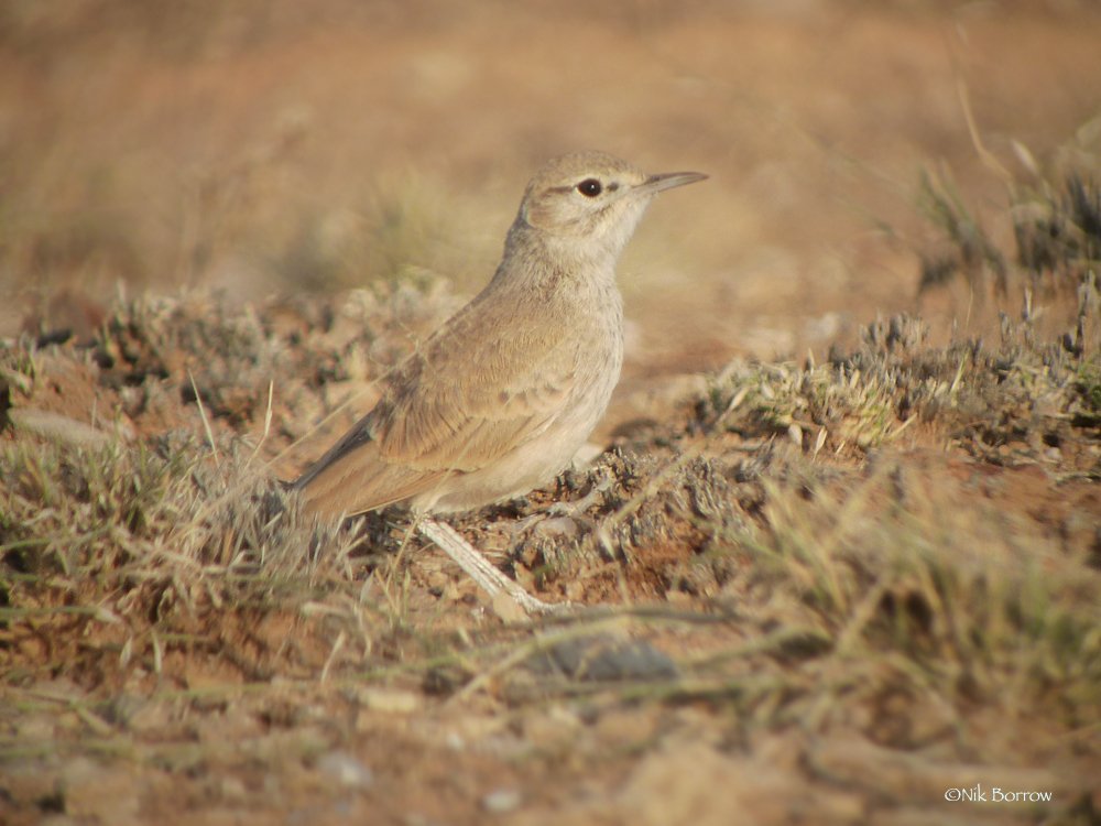 Lesser Hoopoe-Lark photo