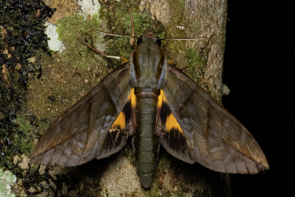 Eumorpha phorbas
