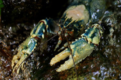 Euastacus sulcatus