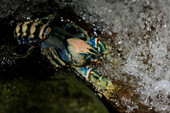 Euastacus sulcatus