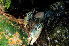 Euastacus sulcatus