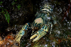 Euastacus sulcatus