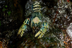 Euastacus sulcatus