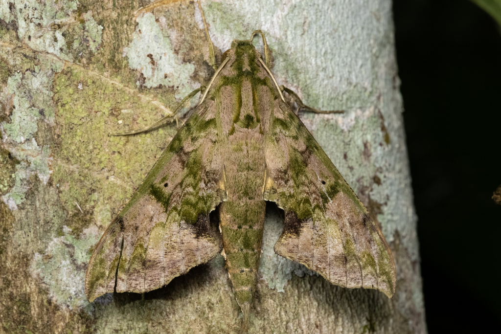 Xylophanes zurcheri