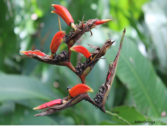 Heliconia metallica