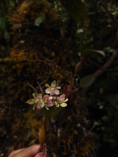 Dendrobium amphigenyum Ridl.